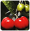 Acerola-Kirsche